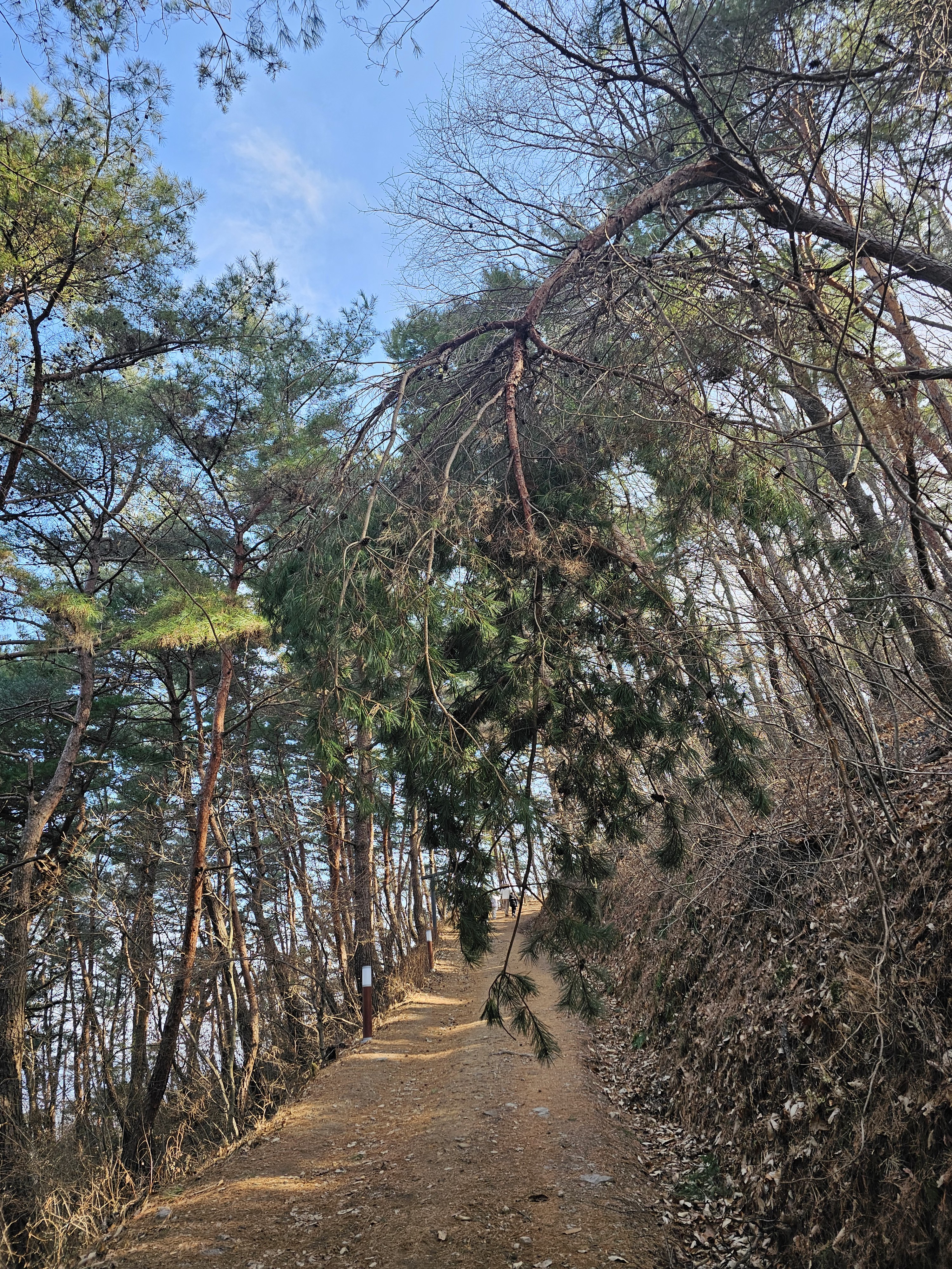남산등산로 나무가 쓰러져서 위험해요