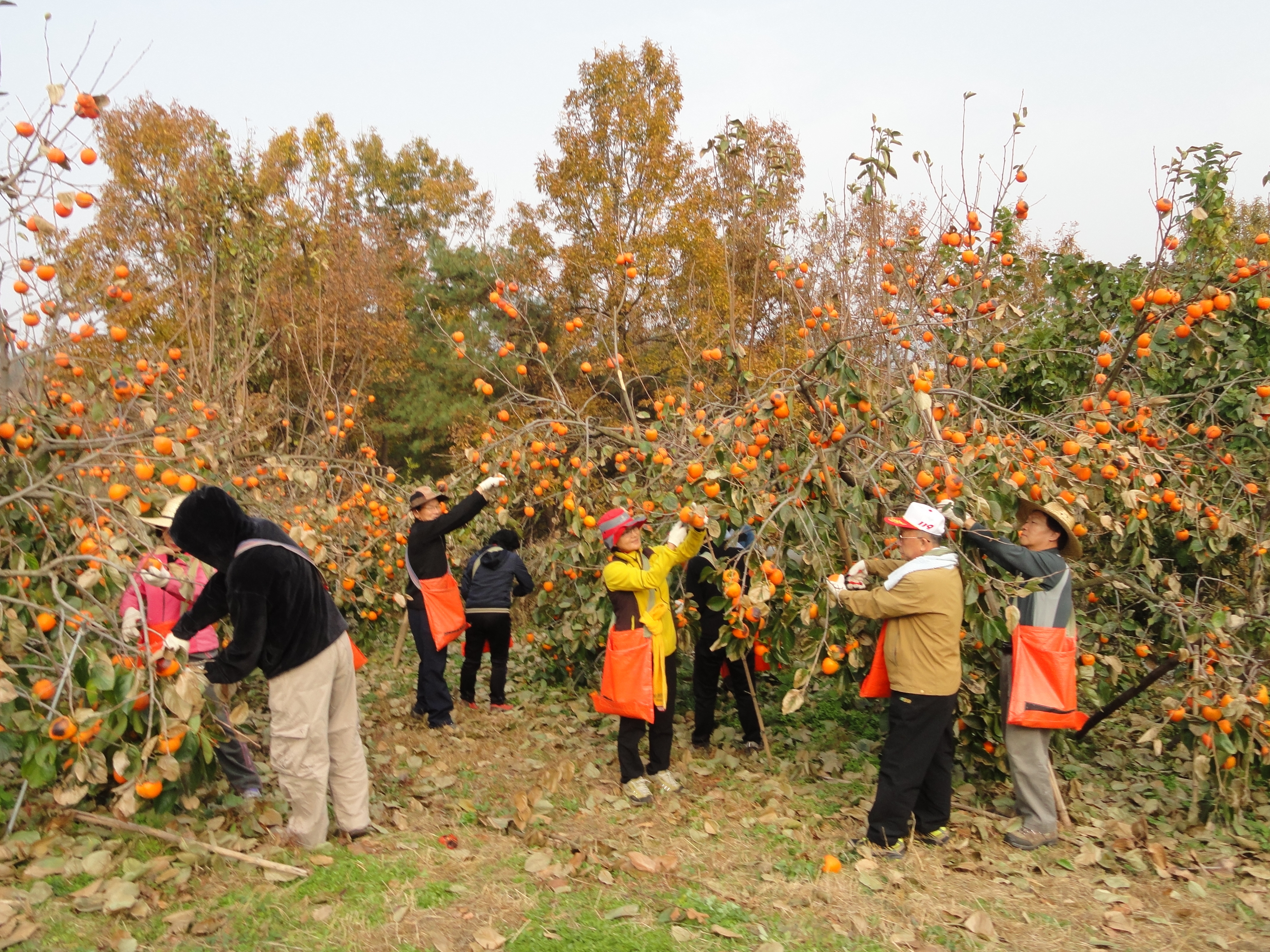 의원 농촌일손돕기