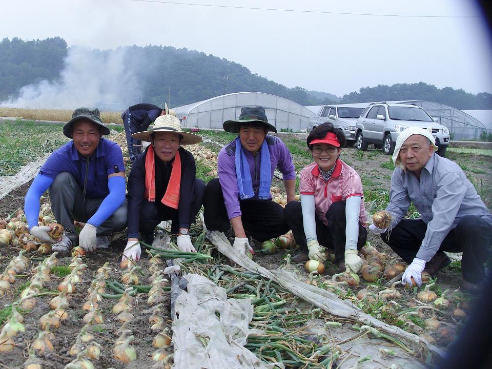 군의회의원 농촌일손돕기